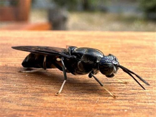 Lalat Black Soldier Fly (BSF) dewasa hinggap di atas permukaan kayu.