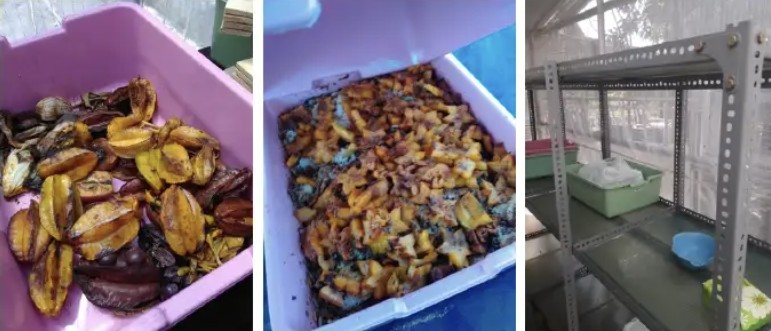 Tiga gambar proses budidaya BSF: sampah organik sebagai pakan, larva mengurai sampah, dan kandang lalat dewasa.