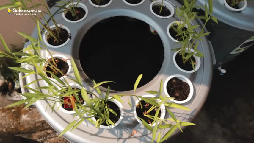 Sebuah ember besar yang di atasnya tumbuh tanaman kangkung dan di dalamnya ada ikan lele