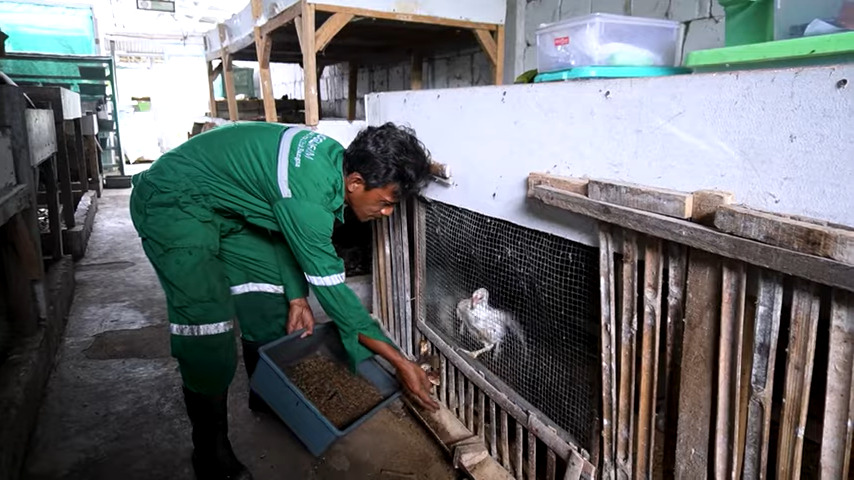 Tumpukan maggot BSF yang sedang mengurai sampah organik