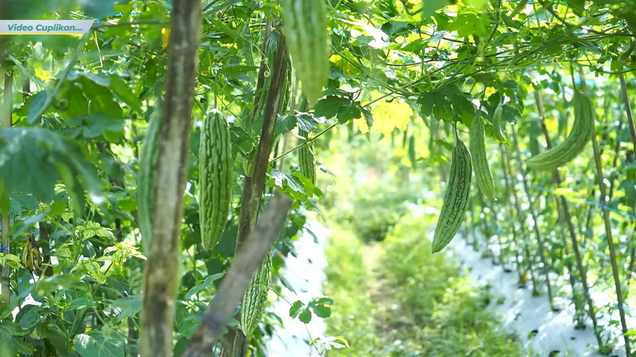 Hamparan kebun pare yang subur dengan buah yang lebat dan berwarna hijau