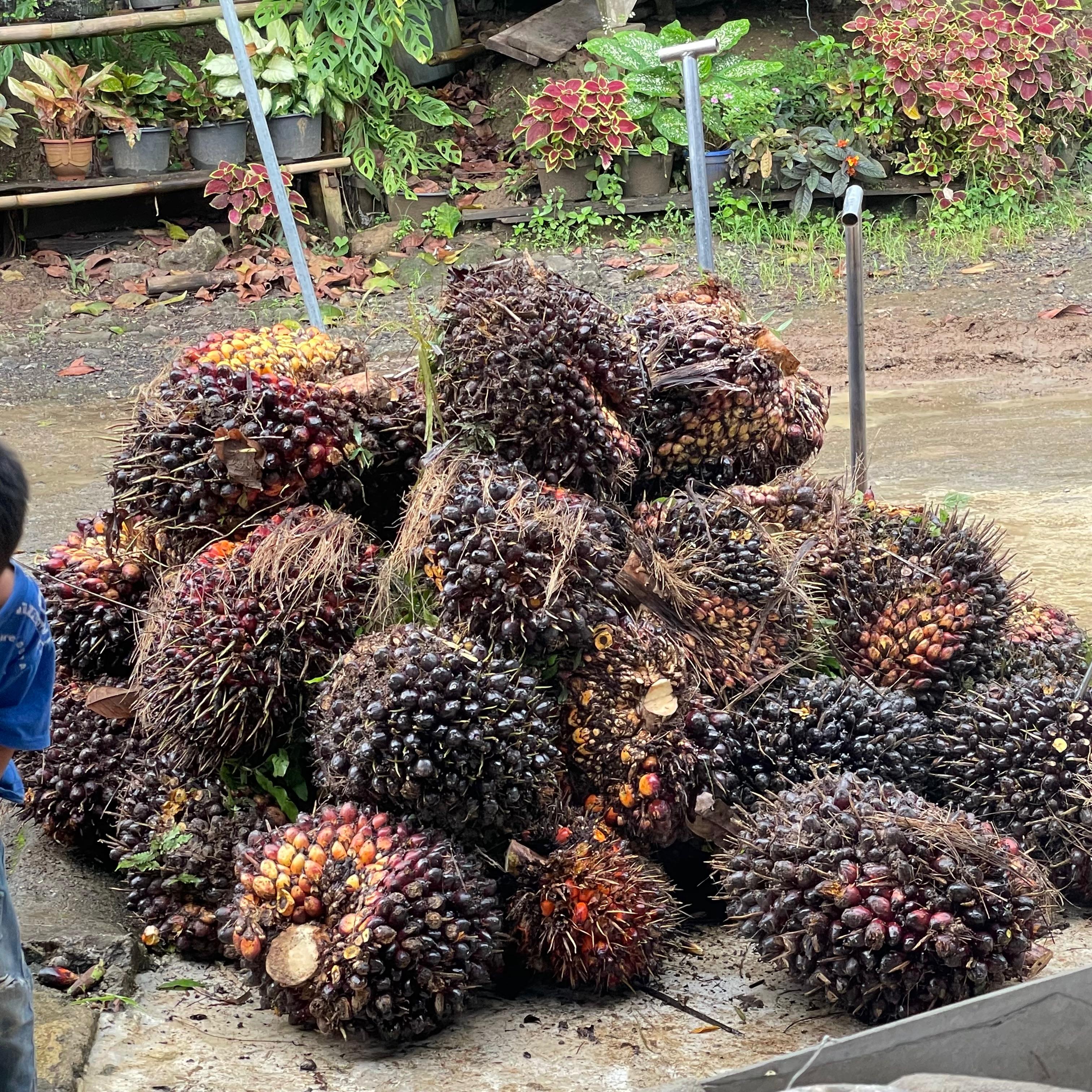 Kebun kelapa sawit yang subur di Desa Pagerbumi.